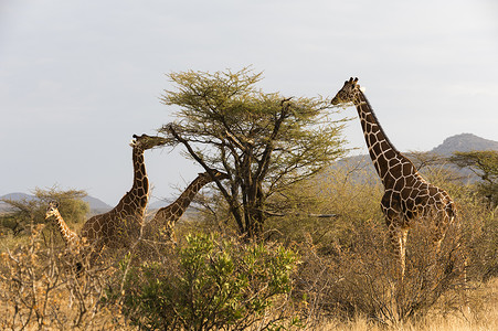 进食中的长颈鹿高清图片