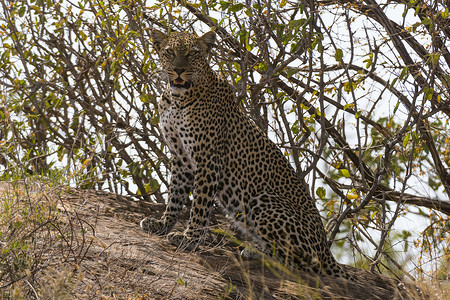 桑布鲁国家保护区草原上蹲坐着的豹子背景