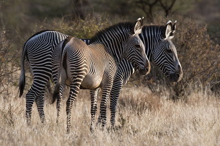 格雷维非洲草原的斑马背景