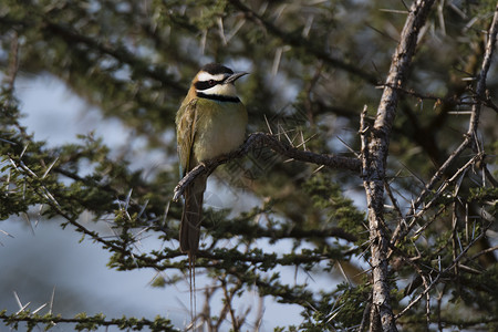 树上的鸟儿桑布鲁国家保护区高清图片