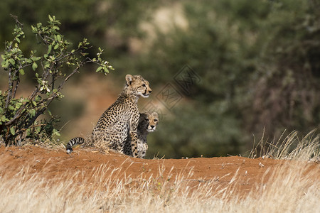 桑布鲁国家保护区草原上的猎豹幼崽背景