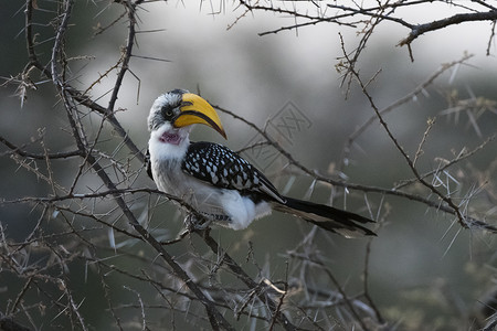 桑布鲁国家保护区树上的鸟儿背景