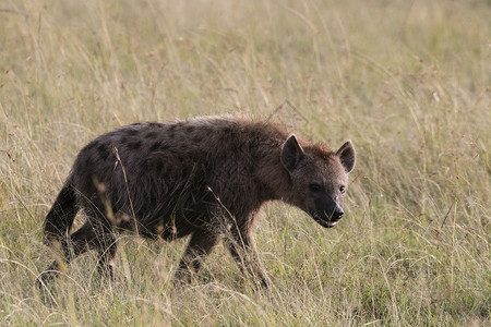 草原上的斑鬣狗图片