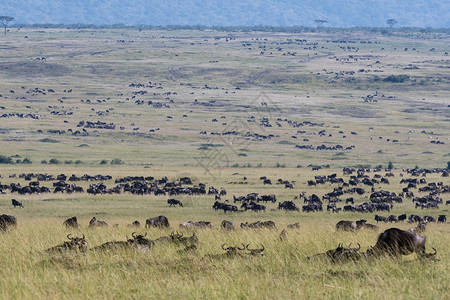 草原上迁移的牛群高清图片