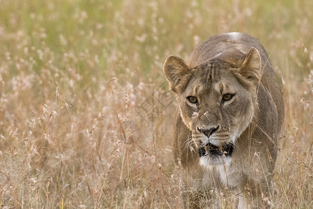 狮子在热带草原上行走图片