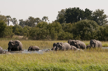 非洲乐爱博茨瓦纳奥卡万戈三角洲的大象图片