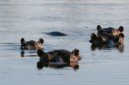 博茨瓦纳奥卡万戈三角洲水中的河马图片