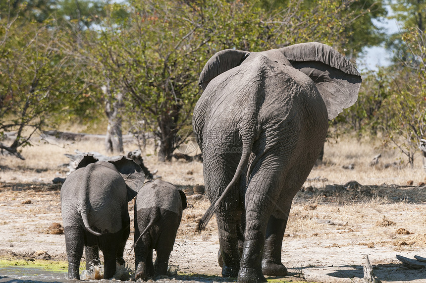 博茨瓦纳的大象一家图片