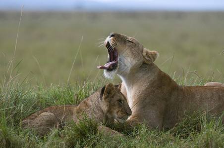 草原主题素材MasaiMara保留地肯尼亚LionessandcubPantheraleo背景