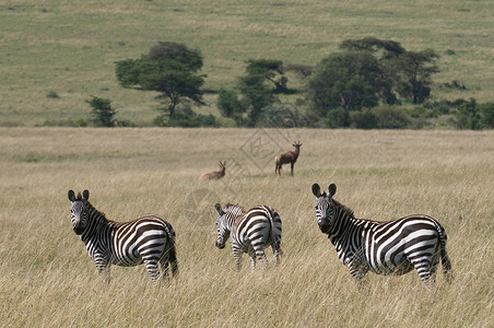草原主题素材肯尼亚斑马背景