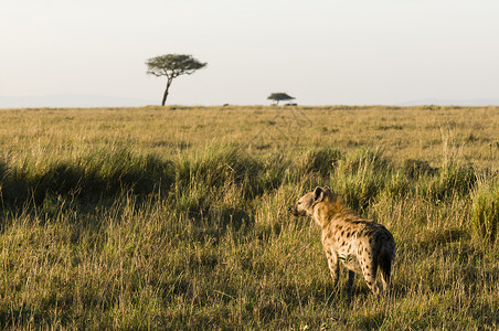 草原主题素材肯尼亚保留地斑鬣狗背景