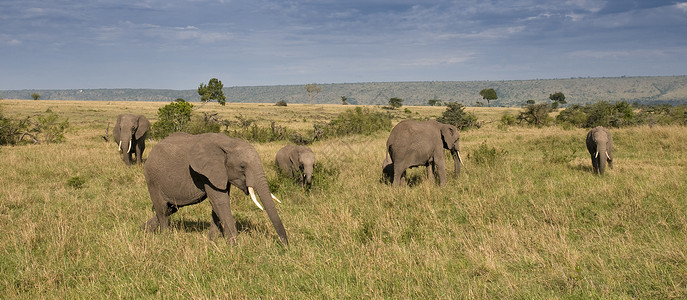 肯尼亚非洲大象图片