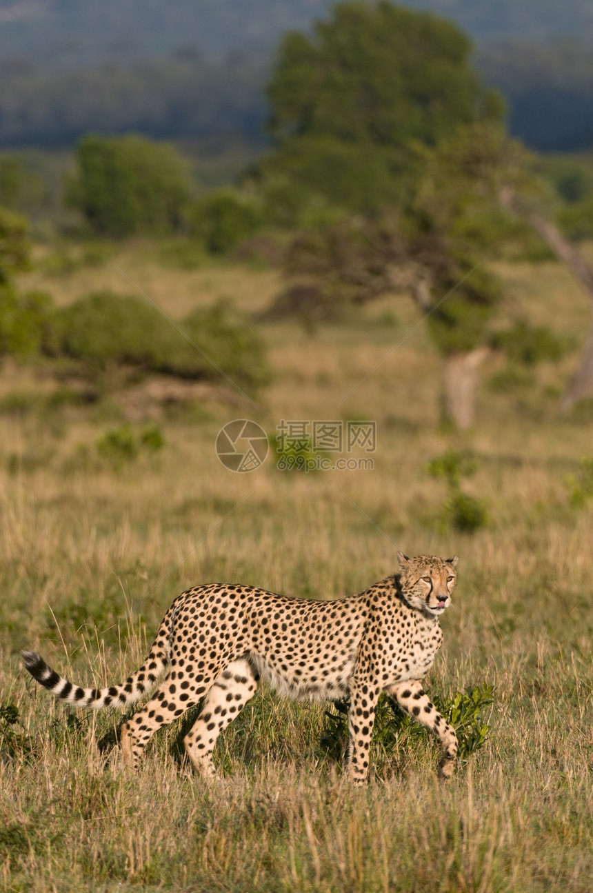 肯尼亚猎豹图片