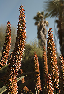 红花仙人掌和棕榈树西班牙巴塞罗那图片