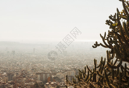 西班牙加泰罗尼亚巴塞罗那市前景仙人掌植物城市视图图片