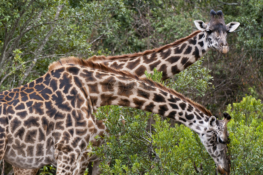 马赛长颈鹿长颈鹿马赛马拉肯尼亚图片