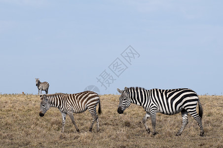 斑马赤道肯尼亚马赛拉背景图片