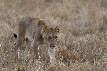 亚成人狮子Pantheraleo肯尼亚MasaiMara图片
