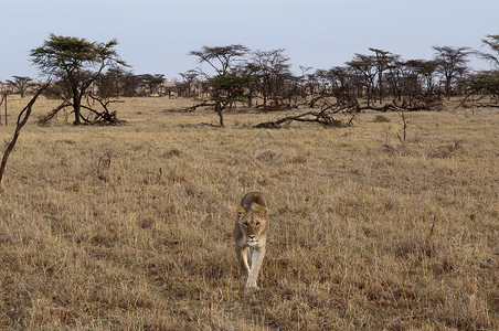 狮子PantheraLeoMasaiMara肯尼亚图片