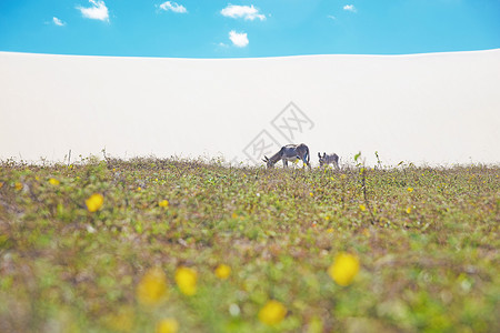 杰里科拉南美洲巴西塞拉杰里卡科拉公园驴和小马驹放牧背景