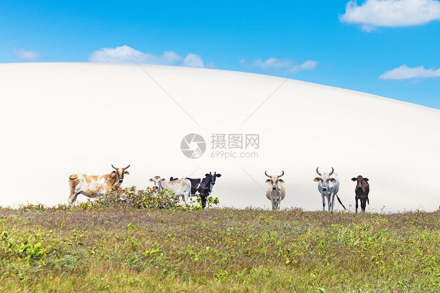 公园的牛群巴西塞阿拉南美洲图片