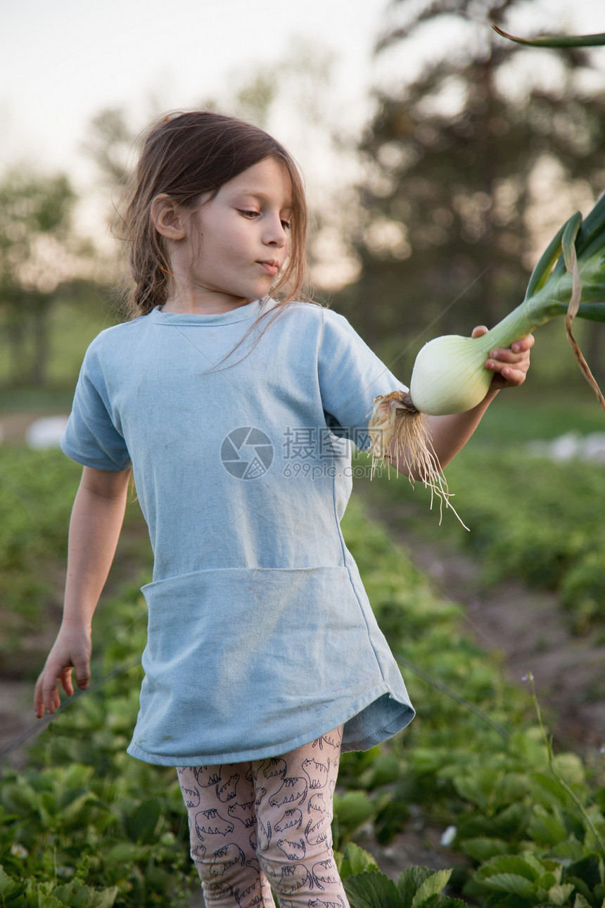 在农场的年轻女孩采摘洋葱图片