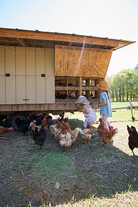 两个年轻女孩在农场从鸡舍收集蛋图片