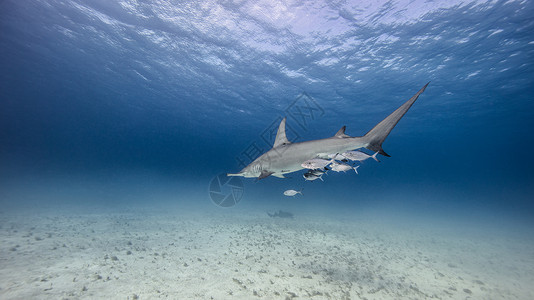 巴哈马海床上游的大锤头鲨鱼背景图片