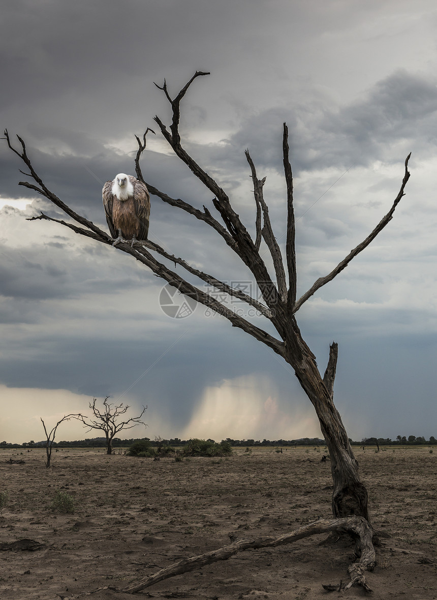 亚罗奥卡万戈纳米比亚非洲死树上的秃鹫图片