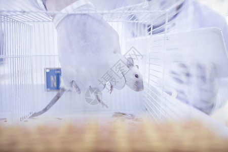 老鼠服实验室工人将白老鼠从笼中抓走背景