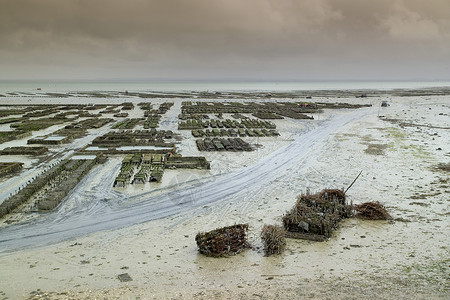 沙滩泥上的牡蛎床法国布列塔尼圣马洛图片