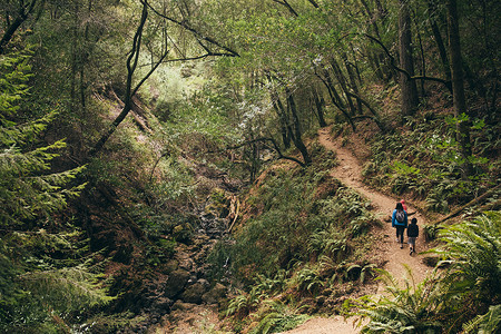 费尔法克斯加利福尼亚州美国加利福尼亚州北美一家人在森林散步图片