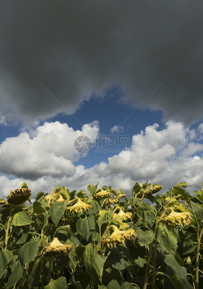 云下钻向日葵比利时西佛兰德达姆图片