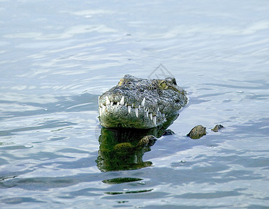 鳄鱼主题突尼斯野生动物公园环礁湖鳄头背景