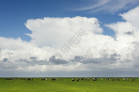 阴云下面在牧场的牛群图片