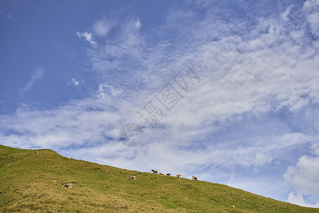 山丘坡上的牛群图片