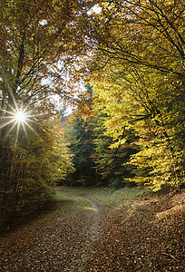 德国莱茵普法尔茨米尔菲尔德森林背景图片