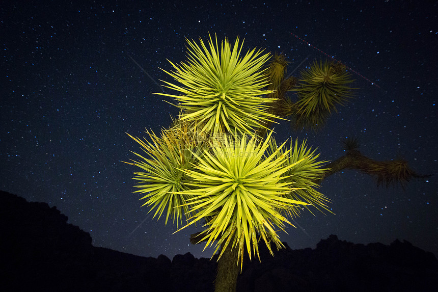 在沙漠中晚上的约书亚树图片