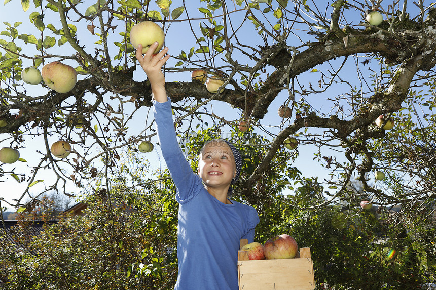 从树上摘苹果的年轻女孩图片