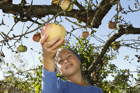 从树上摘苹果的年轻女孩背景图片