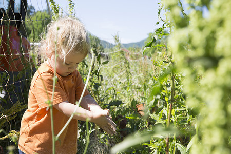 在植物中女幼儿在免费牧场有机农中图片