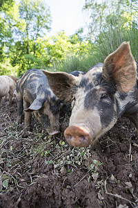 在自由牧场有机农上对传统猪的 图片