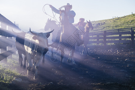 牛仔骑马扬起套索俄勒冈州美国北美图片