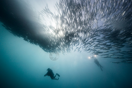 在墨西哥下加利福尼亚的蓝海中潜水在浅的鱼下面两名员的海底下观察图片