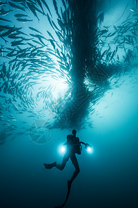 在墨西哥下加利福尼亚的蓝海中潜水的海底下潜在浅海中高清图片