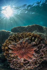 海底礁石上的海星高清图片