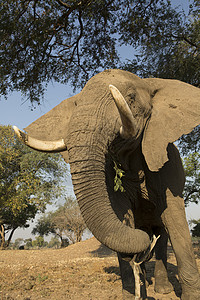 树下的非洲大象图片
