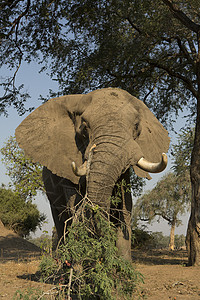 非洲大象在啃食树枝图片