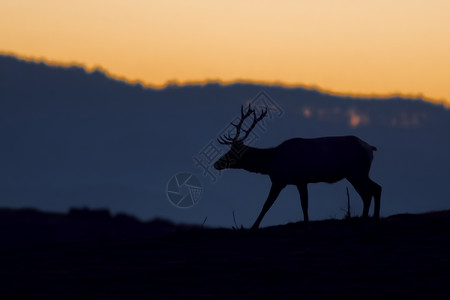 日落时麋鹿剪影图片
