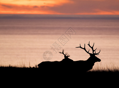 日落时湖边麋鹿剪影图片
